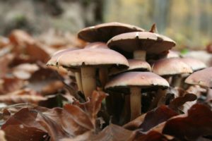 mushrooms-growing-alive